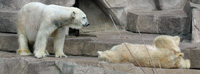 polar bears